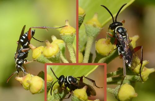 Ceropales cribrata